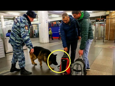 Видео: Полицейские расплакались, открыв чемодан, на который кидалась собака!