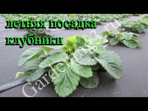 Видео: 🍓Летняя посадка клубники Сроки посадки земляники
