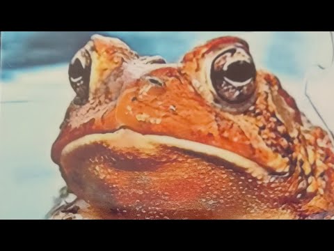 Видео: ОНА ВАМ ВРЕДИЛА И ЧТО ОТХВАТИЛА, СОПЕРНИЦА #shortvideo #бумеранг #таро #шортс  #tarot #shortsvideo