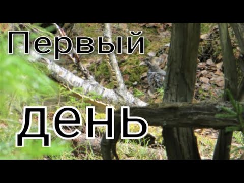 Видео: Первый выход на охоту рябчики ещё не на гнёздах зверь притаился встретил единственный след медведя