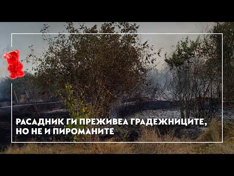 Видео: Расадник ги преживеа градежниците, но не и пироманите