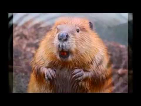 Видео: Jump Leleky "Бобры"