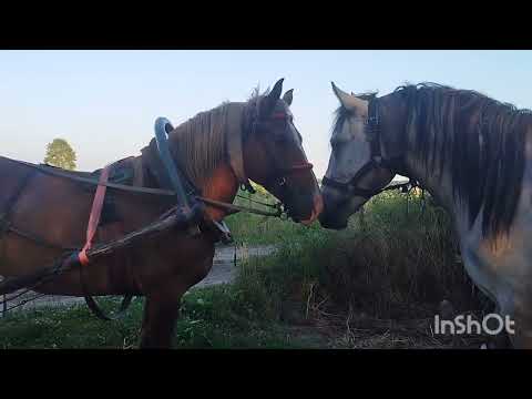 Видео: ЛОШАДИ🐎 ЖЕРЕБЕЦ ВЕРАС УГОВАРИВАЕТ МАРУСЮ 🍀🌾👍