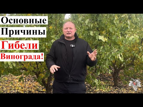 Видео: ОСНОВНЫЕ Причины ГИБЕЛИ Кустов ВИНОГРАДА!