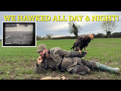 Видео: Золотой орел и зайцы, хорек и фонарь с ястребом Харриса: журнал о соколиной охоте