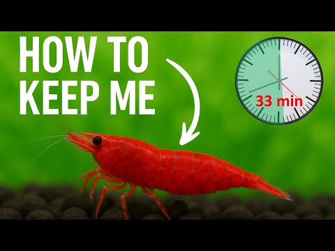 Видео: От нуля до мастера по приготовлению креветок за 33 минуты!