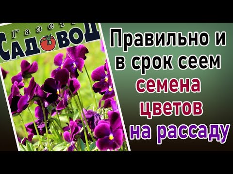 Видео: Правильно и в срок сеем семена цветов на рассаду