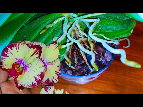 Видео: Самый СИЛЬНЫЙ природный СТИМУЛЯТОР РОСТА, КОРНИ ЗАПОЛНЯТ ГОРШОК