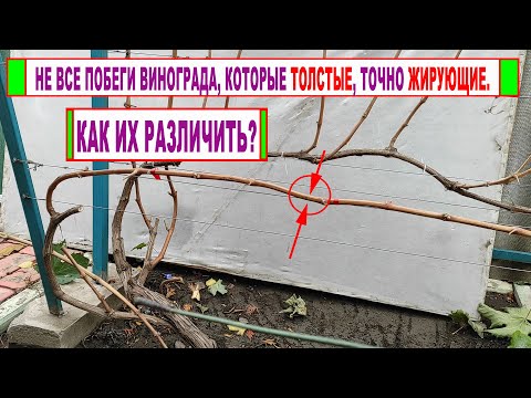 Видео: 🍇 Никогда не ПУТАЙТЕ ЖИРУЮЩИЕ ПОБЕГИ и ХОРОШО РАЗВИТЫЕ на винограде. Одни с УРОЖАЕМ, а другие БЕЗ!