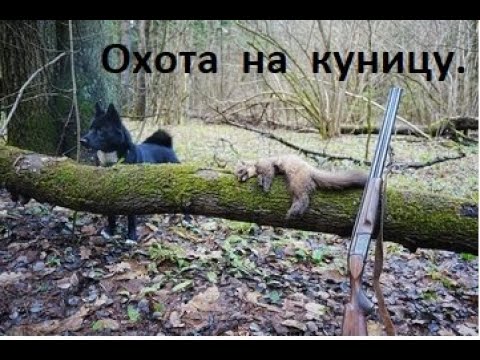 Видео: Охота на куницу с лайкой. Сезон 2024-2025. Эпизоды.