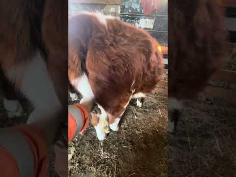 Видео: Қолға мал тұрды.. күйбең тіршілік#будалай#сиырлар