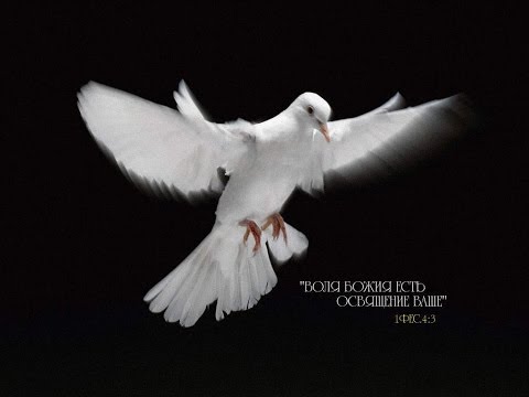 Видео: Алексей Коломийцев в Красноярске. 6 часть. вопросы и ответы