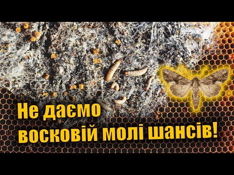 Видео: Збережемо суш! Новий метод. Знищуємо воскову міль радикально!