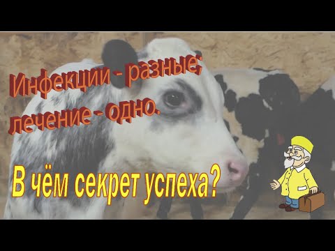 Видео: Понос у телят от 4-х инфекций и лучшее лечение без падёжа.