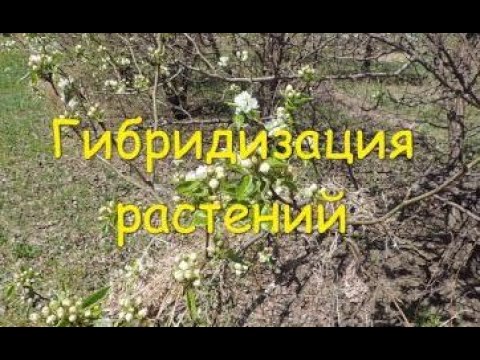 Видео: Гибридизация плодовых культур. Техника скрещивания