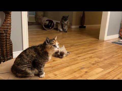 Видео: 🔉Просто жду меховых лакомств 😲 Проделки кошачьего семейства