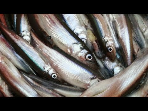 Видео: Корюшка на Финском заливе с лодки , smelt in the Gulf of Finland from a boat , рыбалка