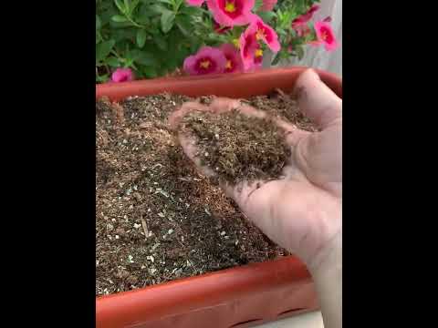 Видео: Посадка кашпо с Калибрахоа, формируем правильный пышный куст