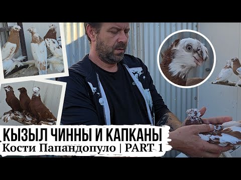 Видео: Кызыл чинны и капканы Кости Папандопуло г. Афины, Греция | Узбекские голуби | Часть 1