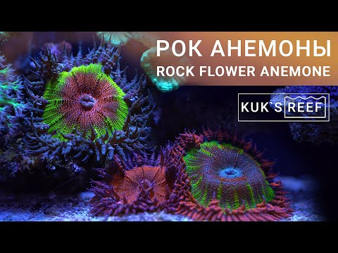 Видео: Рок анемоны в морском аквариуме | Rock Flower Anemone
