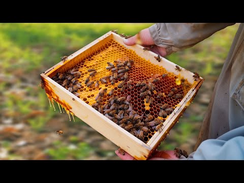 Видео: РЕВИЗИЯ ПАСЕКИ /// КАЧКА МЁДА /// АПРЕЛЬ 2024