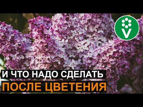 Видео: Как ухаживать за сиренью, чтобы она пышно цвела?