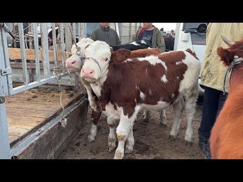 Видео: БОКИЛАДИГАН ЁШ НОВВОСЛАР 9-НОЯБР УРГАНЧ МОЛ БОЗОРИ !!! XORAZM SAVDO 