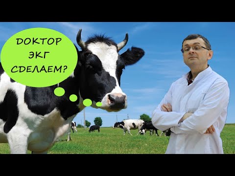 Видео: Запись ЭКГ у крупного рогатого скота