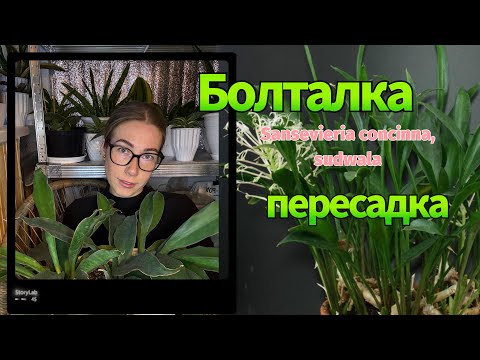 Видео: Сансевиерии concinna, sudwala и подобные их 💚 #сансевиерия #сансы #sansevieria 