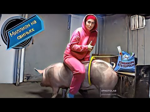 Видео: Искусственное осеменение свиноматок со всеми нюансами.