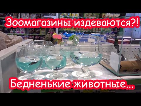 Видео: Закупаем корм мешками. Катя просит крысу