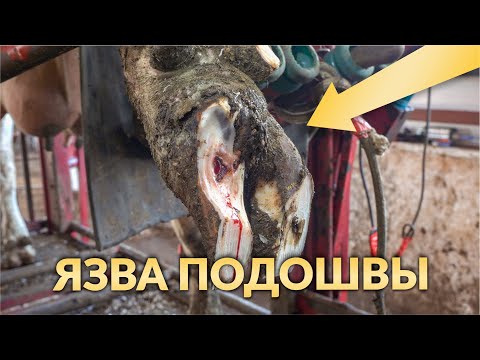 Видео: Язва подошвы у Коровы № 7582