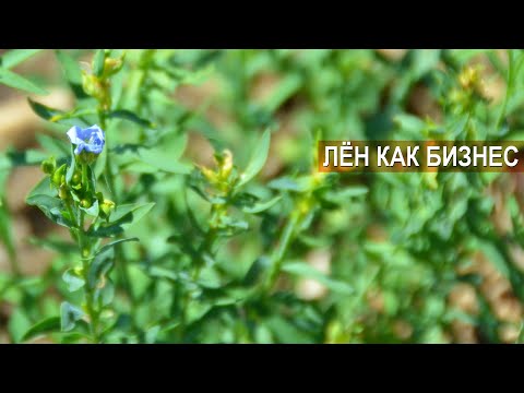 Видео: Лён масличный как бизнес. Группа компаний КВН-АГРО