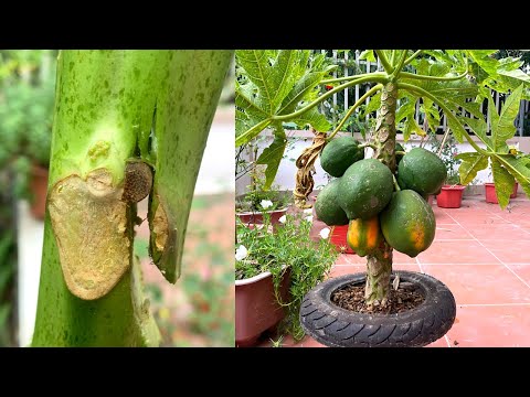 Видео: Видео размножения воздушными отводками папайи с использованием кокосового ореха 100%