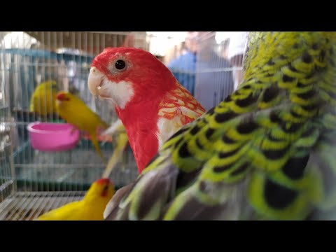 Видео: БӨДӨНӨНҮН тукуму эркектерге жакшы дейт  /  БИЛИП АЛ!