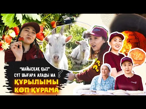 Видео: Түркістан vibe | 4 шығарылым | Құрылымы көп Құрама ауылы