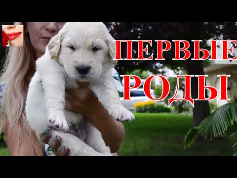 Видео: Первые роды. Голден Ретривер. Как все прошло и с чем мы столкнулись.