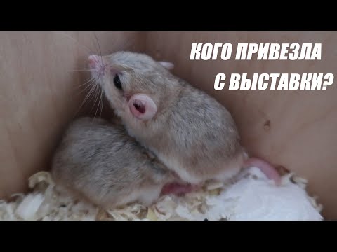 Видео: ЖИРНОХВОСТЫЕ ПЕСЧАНКИ | НОВЫЕ ДОМАШНИЕ ПИТОМЦЫ | Aoi Inko