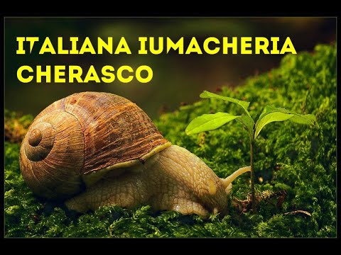 Видео: Италия, экскурсия, день 2 | улитки | улиточная ферма | бизнес в селе | Xellix Aspersa Muller |