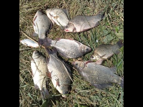 Видео: Рыбалка на карася на реке Тузлов  (деревня Лысогорка)