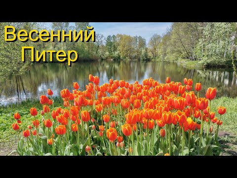 Видео: Весенний Петербург