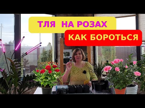 Видео: Тля на розах - чем опрыскать, народные средства - мои методы работают!