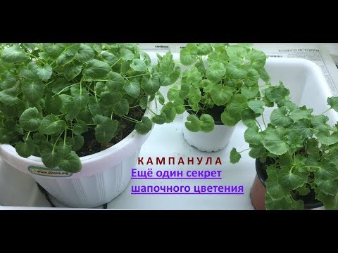 Видео: Кампанула: формируем куст. Это важно для шапочного цветения!