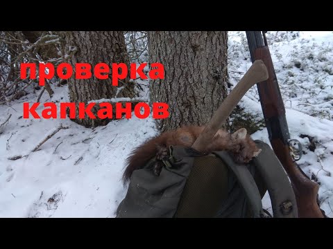 Видео: Капканный промысел. Проверка капканов на куницу и белку. Охотничий сезон 2021-22г. Республика Коми.
