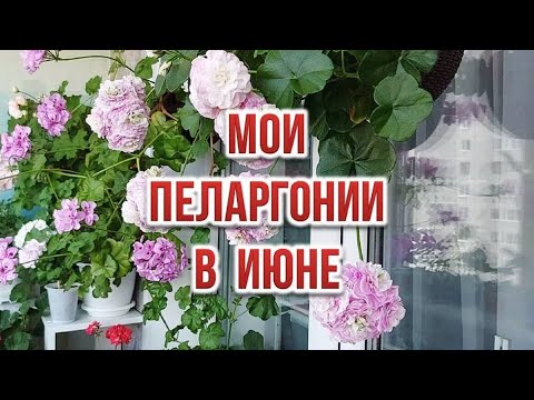 Видео: Мои пеларгонии в июне. Выпуск от 18.06.24