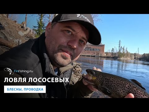 Видео: Блесны на лососевых - что работает? Река Вуокса. Нюансы ловли и проводки. Daiwa, Quantal Lake