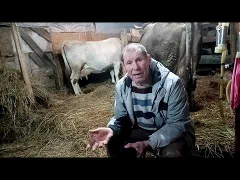 Видео: Сколько стоит корова.