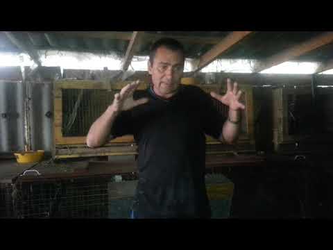 Видео: КАК БЫСТРО УВЕЛИЧИТЬ ПОГОЛОВЬЕ КРОЛИКОВ!