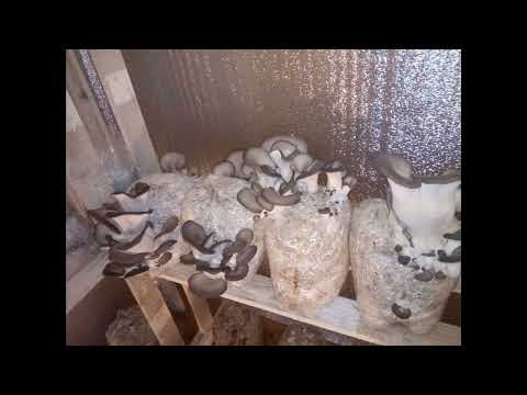 Видео: Как вырастить грибы в домашних условиях.