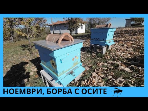 Видео: НОЕМВРИ, БОРБА С ОСИТЕ